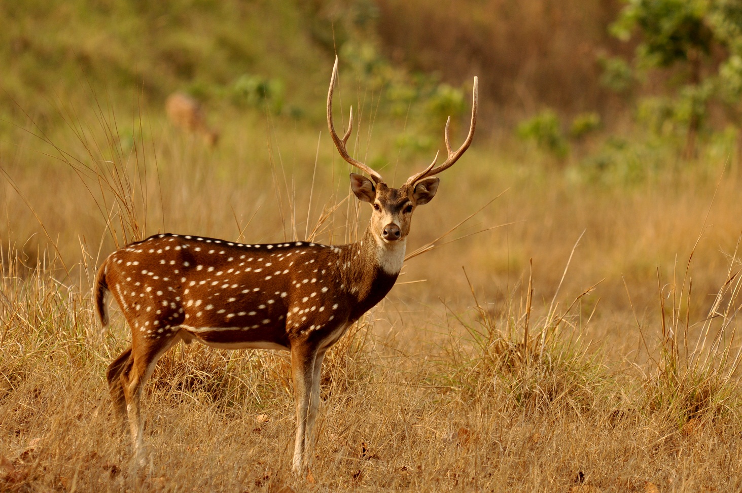 Now death of a chital, some limbs disappear