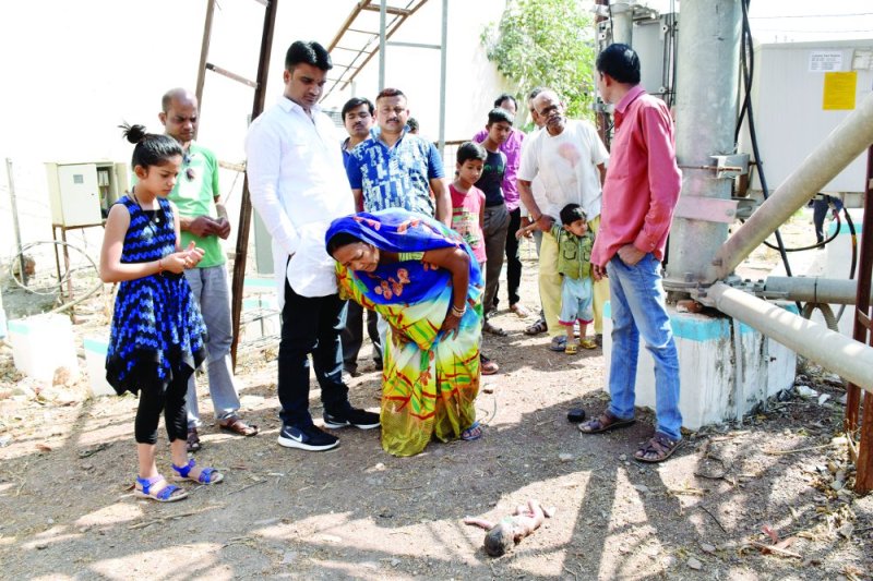 newborns were screwed and dogs were eating