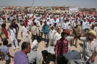 बालोतरा. तिलवाड़ा पशु मेले में उमड़े लोग।