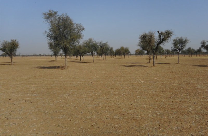 चौसला. जलस्तर घटने व नदी के नहीं बहने से पिपराली क्षेत्र में विरान पड़े खेत।