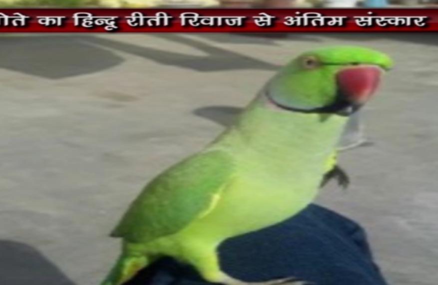 तोते की मौत के बाद मालिक ने किया कुछ एेसा कि देख रह जाएंगे दंग- देखें वीडियो