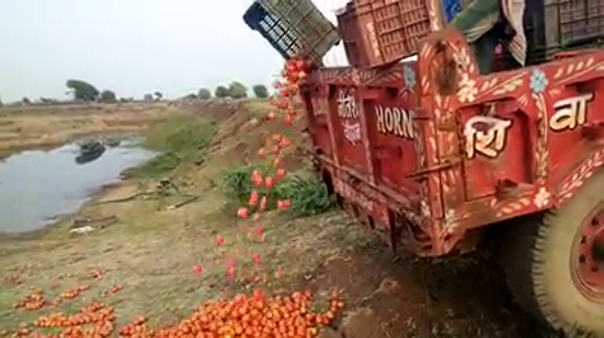 thousands-quintal-tomatoes-dump