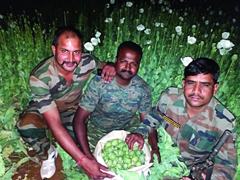 afeem ki kheti in india afeem ki kheti in Madhya Pradesh