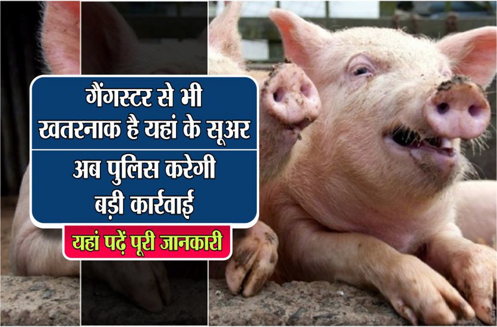 Police and Pig Problem in Madhya Pradesh