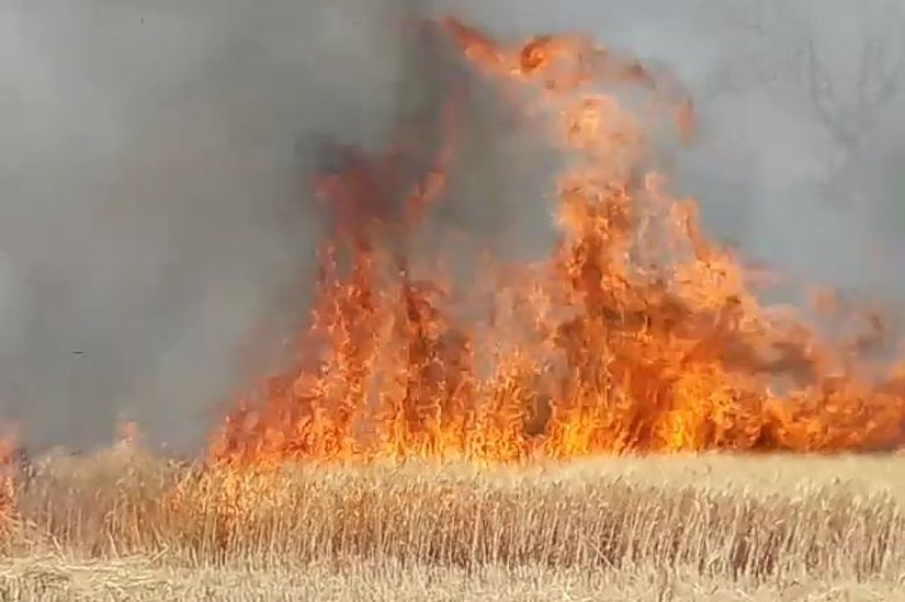 burning-27-acres-of-standing-wheat-crop-from-the-fire