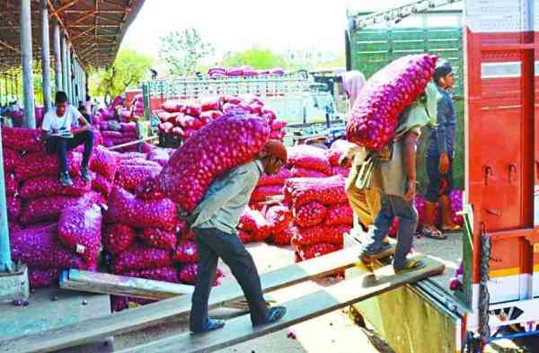 sikar pyaj sikar Onion 
