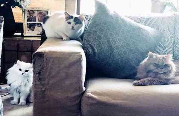 सिंगिग, एक्टिंग के अलावा यह शौक भी रखती हैं एक्ट्रेस आलिया, बिल्लियों से है खास लगाव   