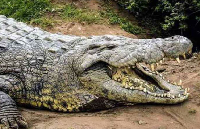 crime news : wired News