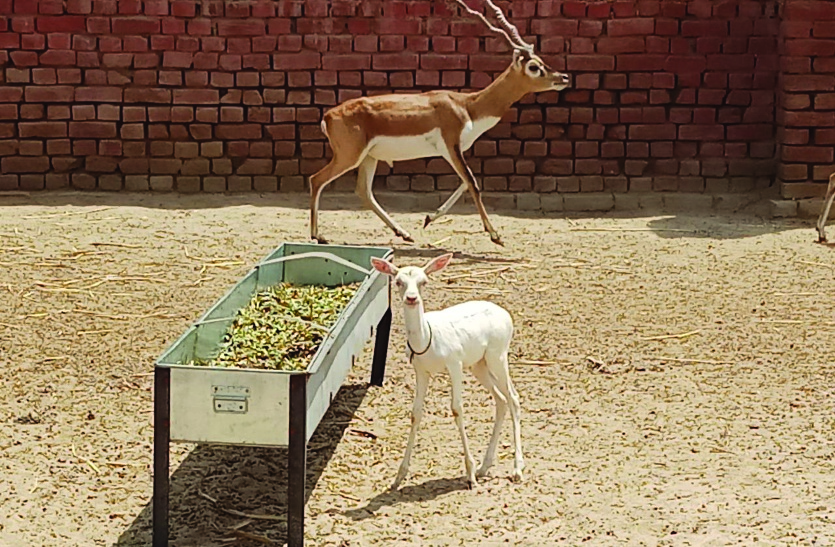 amrita devi park heaven for deer