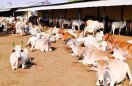 water crisis in Cow shed