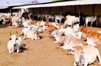 water crisis in Cow shed