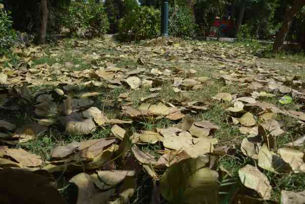 PHOTOS OF DRY LEAVES FALL ON GRASS