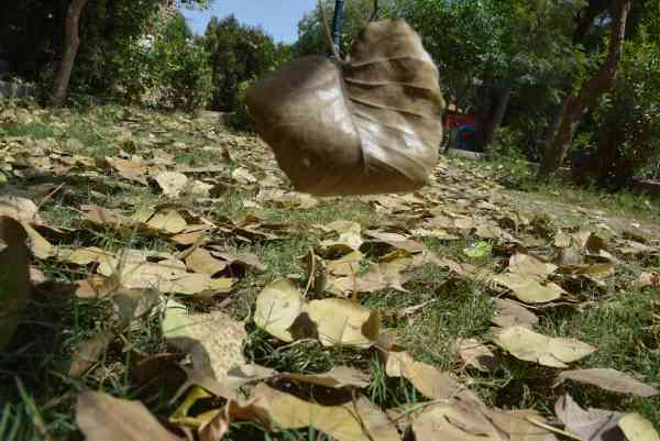 PHOTOS OF DRY LEAVES FALL ON GRASS