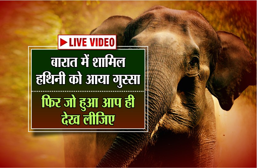 An angry elephant rucksacks in a procession in sagar MP live video