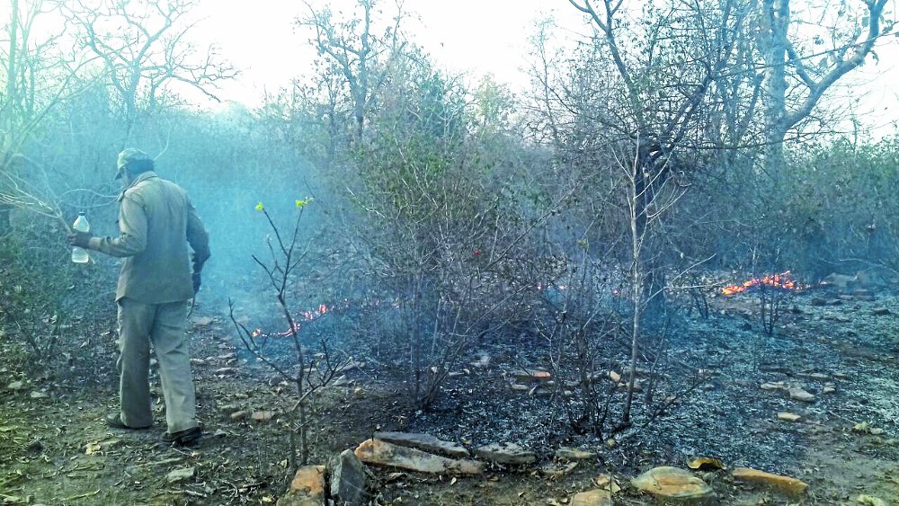 Flaming fire in panna tiger reserve