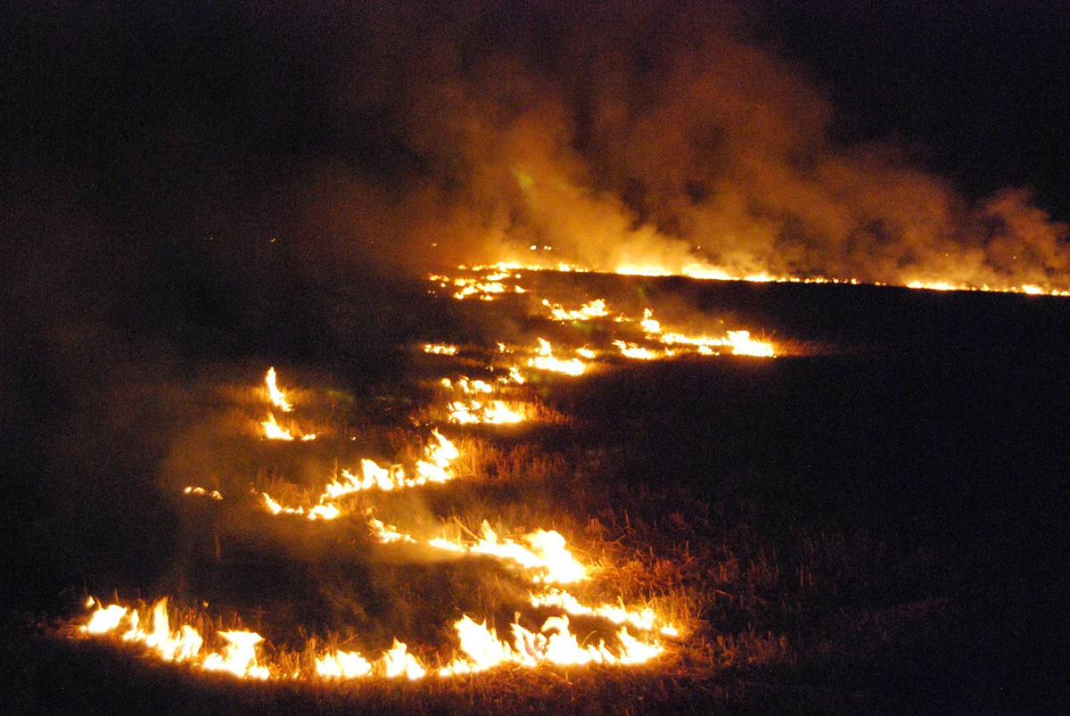 खेतों में पड़े गन्ने के पत्ते एवं अन्य कचरे को आग के हवाले कर दिया जाता है
