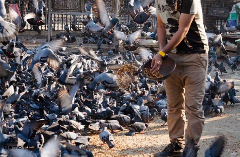 pigeon beat bad for health