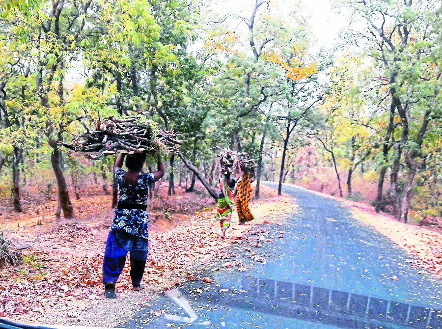 sohagpur str in tiger