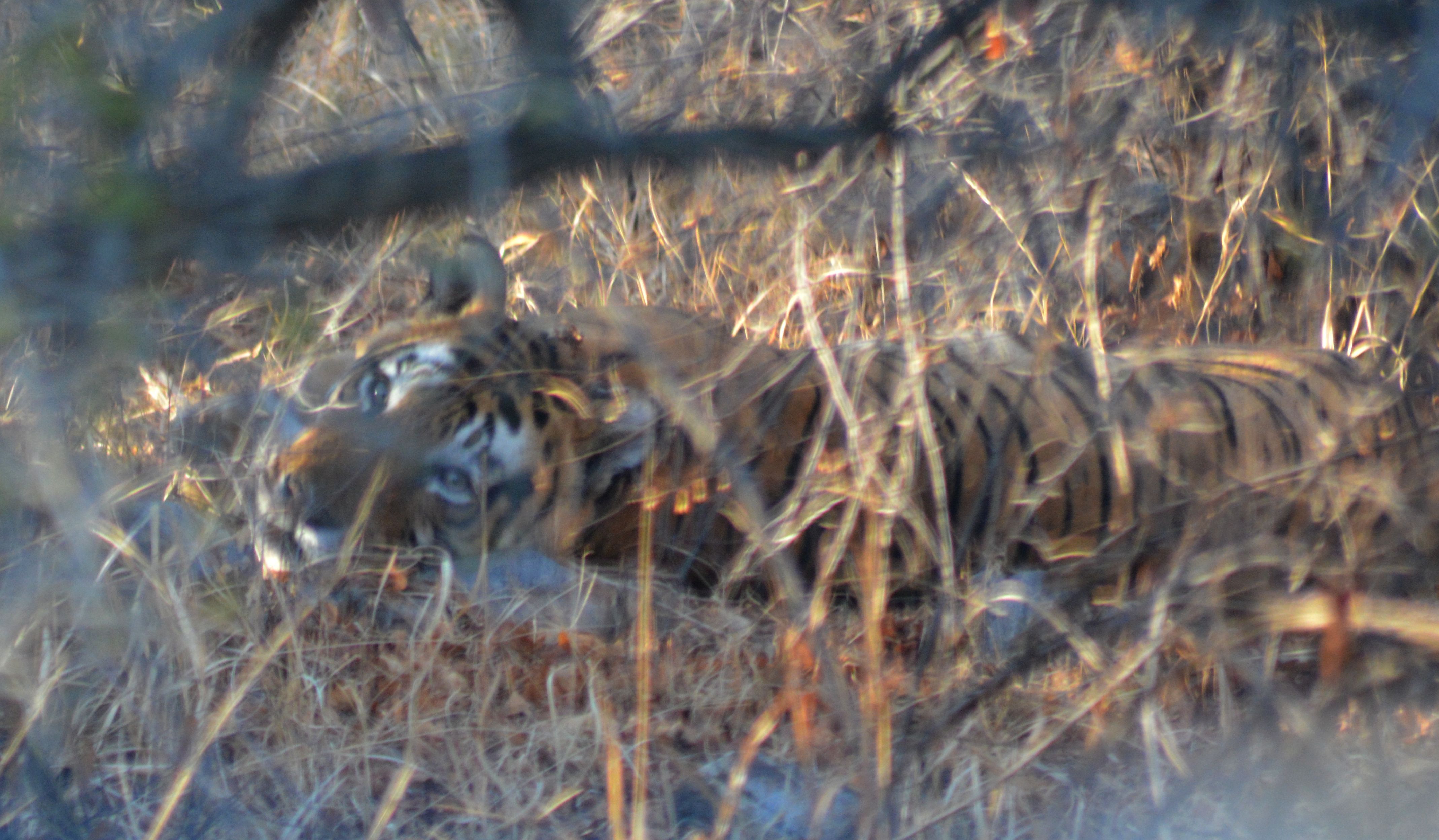 Know how tiger is missing in Sariska