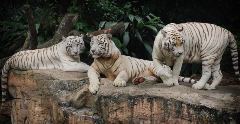 Students of the country see the children of the first white tiger Moha