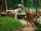 tigris-usha-died-in-bannerghatta-national-park