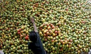 इजरायल की मदद से आम की पैदावार में होगा इजाफा