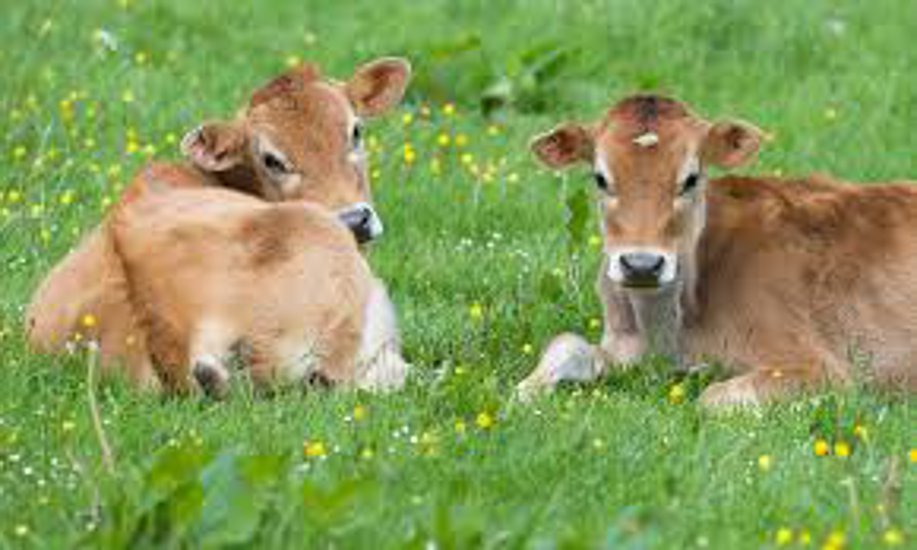 Project for Production of Green Foods Scheme