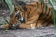 alwar sariska