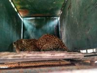 capture-in-a-leopard-cage-in-bamhori-and-the-other-did-the-hunt