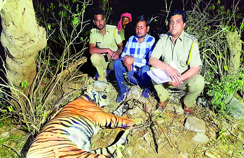 Dead body of Tiger ST-11 found in Indok, Sariska
