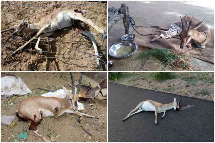wild animals in jodhpur are dying of thirst