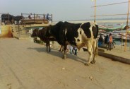 cattle on road 