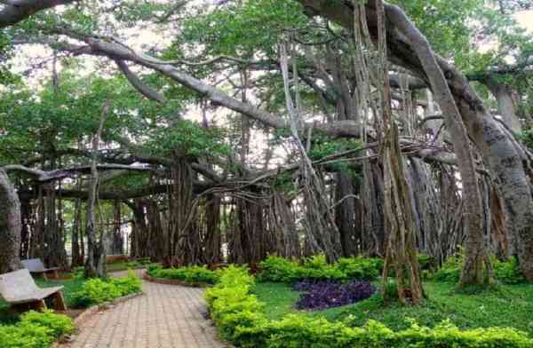 Kolkata,Bangalore,Andhra Pradesh,Karnataka,India,exotic,Banyan Tree,Roots,Aerial,
