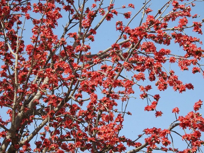 Increase natural beauty, flower of palash