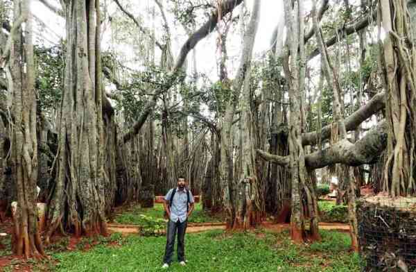 Kolkata,Bangalore,Andhra Pradesh,Karnataka,India,exotic,Banyan Tree,Roots,Aerial,