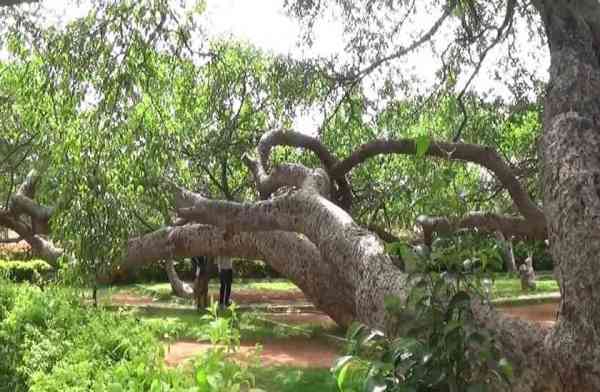 Kolkata,Bangalore,Andhra Pradesh,Karnataka,India,exotic,Banyan Tree,Roots,Aerial,