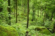 raigarh news in hindi,life of raigarh,Forest in raigarh,