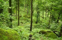 raigarh news in hindi,life of raigarh,Forest in raigarh,