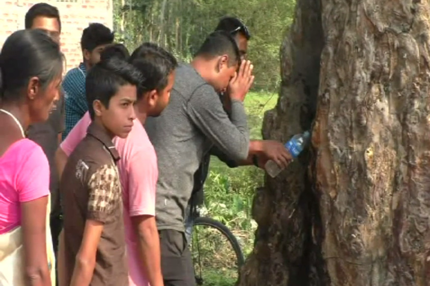 Tree in Assam 