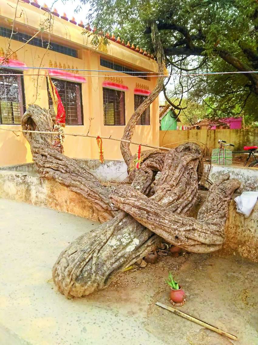 लता, जड़ और तनेे की ऐसी खूबसूरती क्या आपने देखी है कहीं, नहीं तो यहां देखें