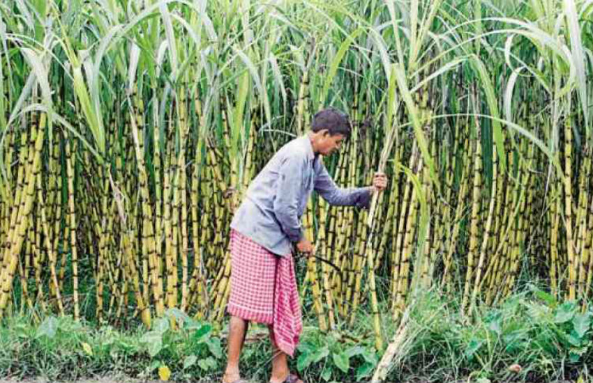Sugar cane farmer