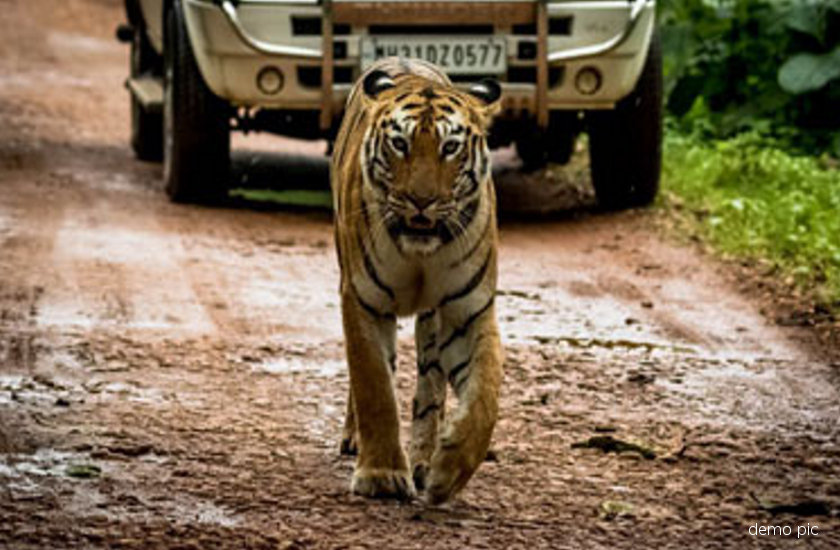 tiger on road india,tiger safari in india,tiger safari in bangkok,tiger reserve in india,tiger reserve park in india,tiger attack,tiger attack on car,tiger attack on man,tiger attack on animal,kanha national park,bandhavgarh national park,white tiger safari mukundpur rewa,white tiger safari mukundpur rewa madhya pradesh,pench tiger reserve,mogli kanha national park,mogli pench national park,wild life century,wild life century and national park in india,Jabalpur,