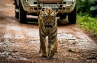 tiger on road india,tiger safari in india,tiger safari in bangkok,tiger reserve in india,tiger reserve park in india,tiger attack,tiger attack on car,tiger attack on man,tiger attack on animal,kanha national park,bandhavgarh national park,white tiger safari mukundpur rewa,white tiger safari mukundpur rewa madhya pradesh,pench tiger reserve,mogli kanha national park,mogli pench national park,wild life century,wild life century and national park in india,Jabalpur,