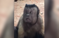 Monkey with human-like face