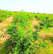 सिवाना क्षेत्र के एक खेत में टिश्यू कल्चर के लगाए गए अनार के पौधे