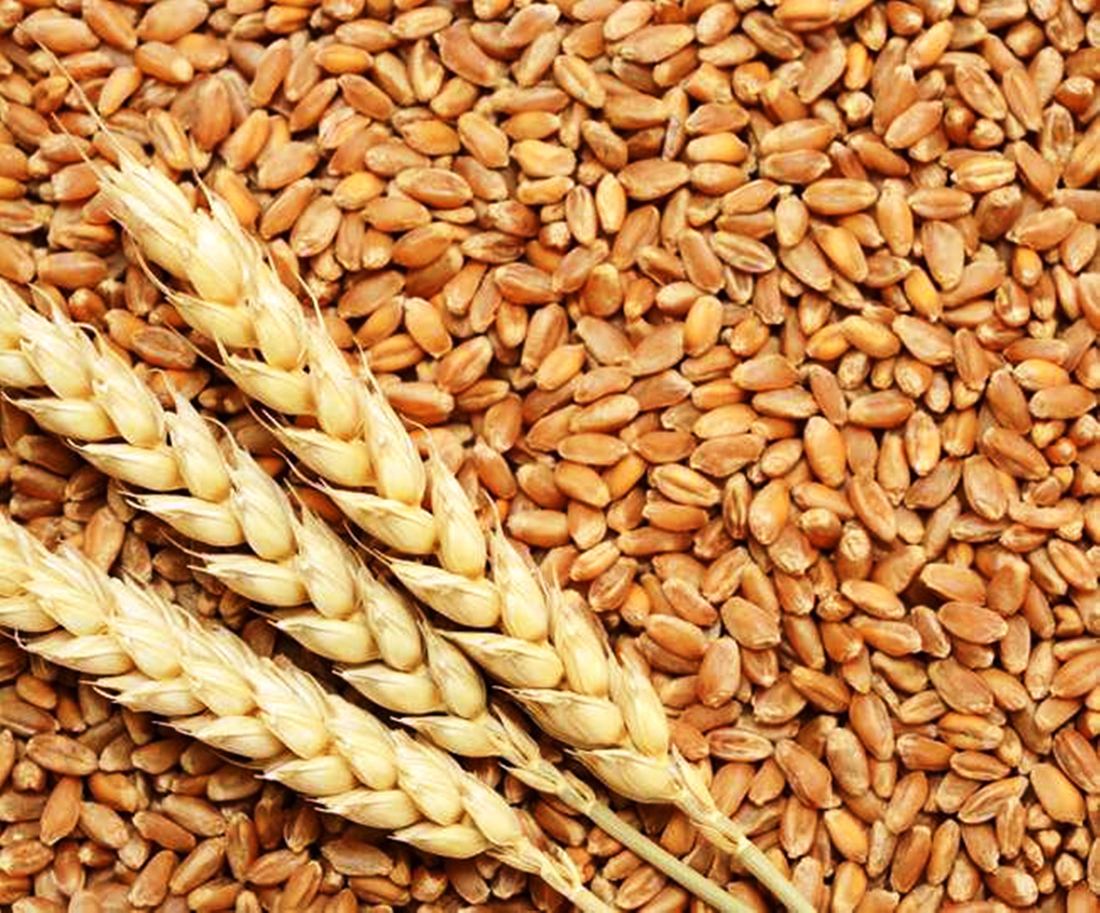 यमुना पट्टी और बुंदेलखंड के किसानों की आमदनी का था साधन, बिना लागत के तैयार होता है लाल कठिया गेहूं