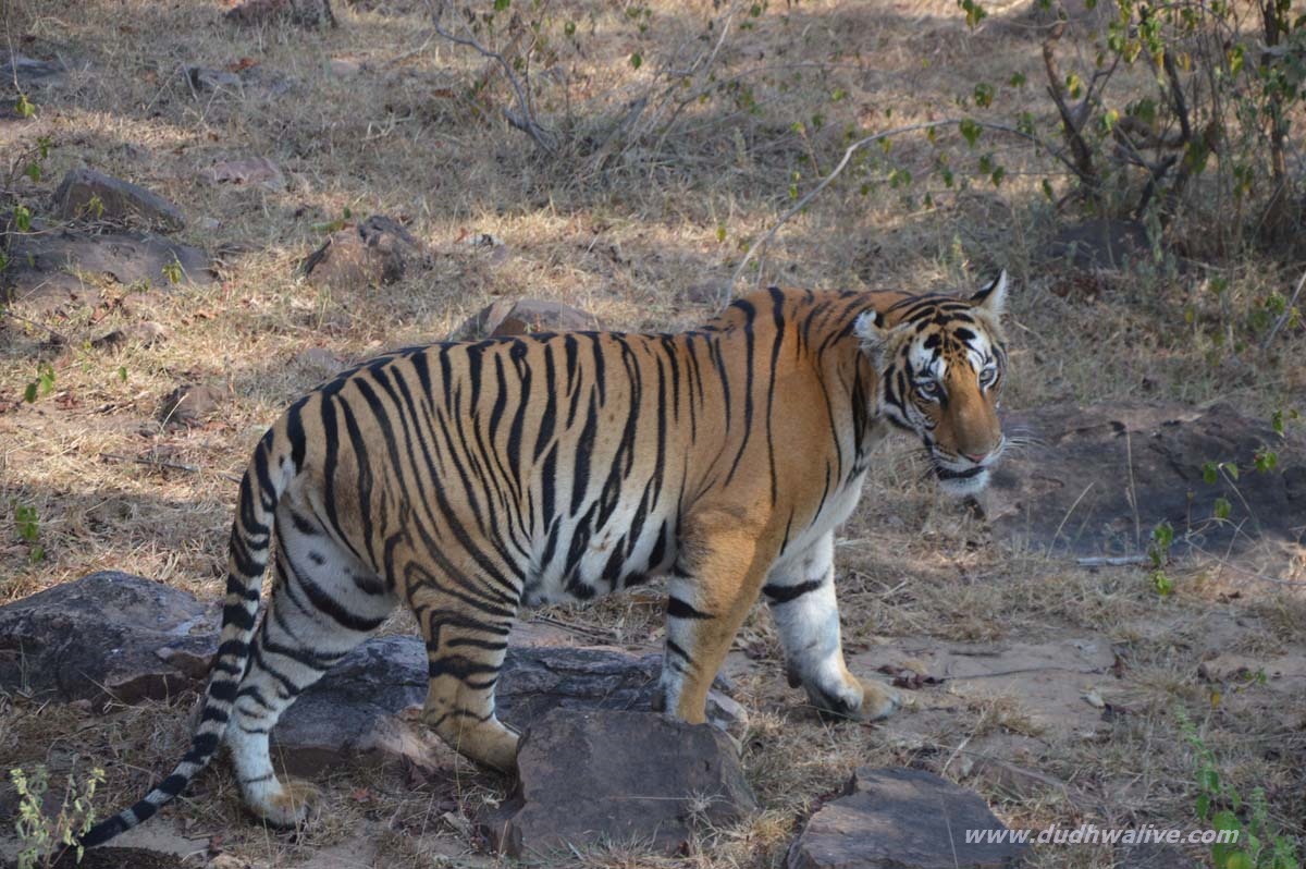 new location Tigress p 213-33Sanjay Tiger Reserve Panna buffer range