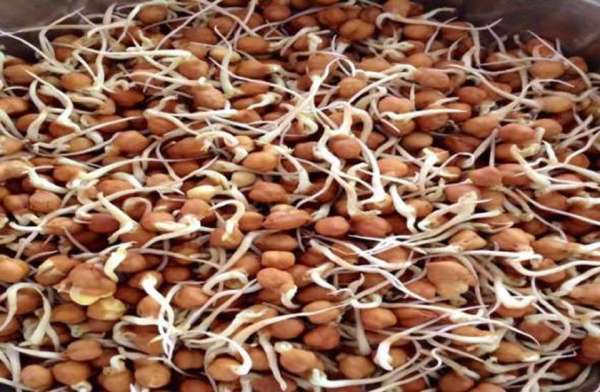 अंकुरित चना