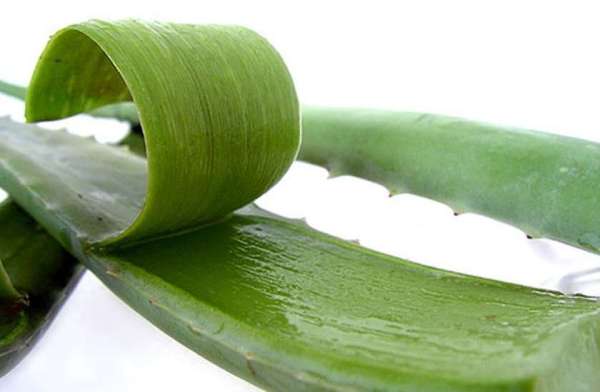 ग्वारपाठा