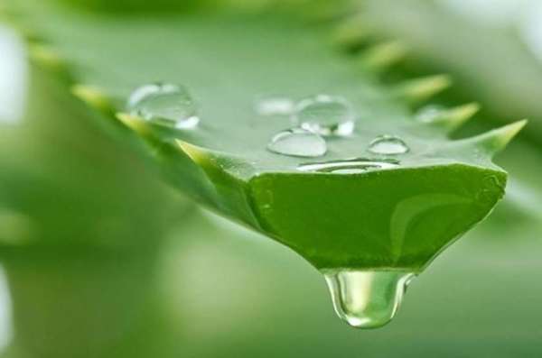 ग्वारपाठा